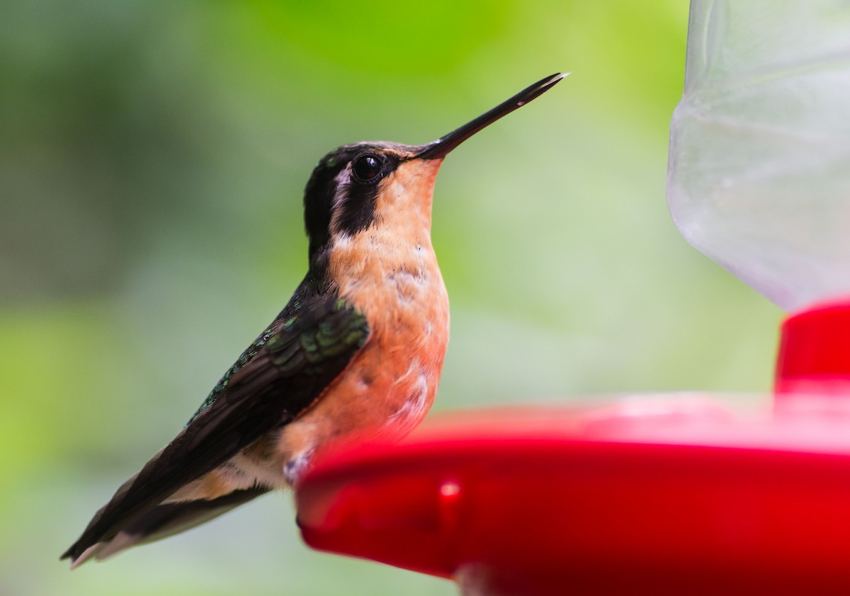 Purple-throated Mountain-gem - ML645712114