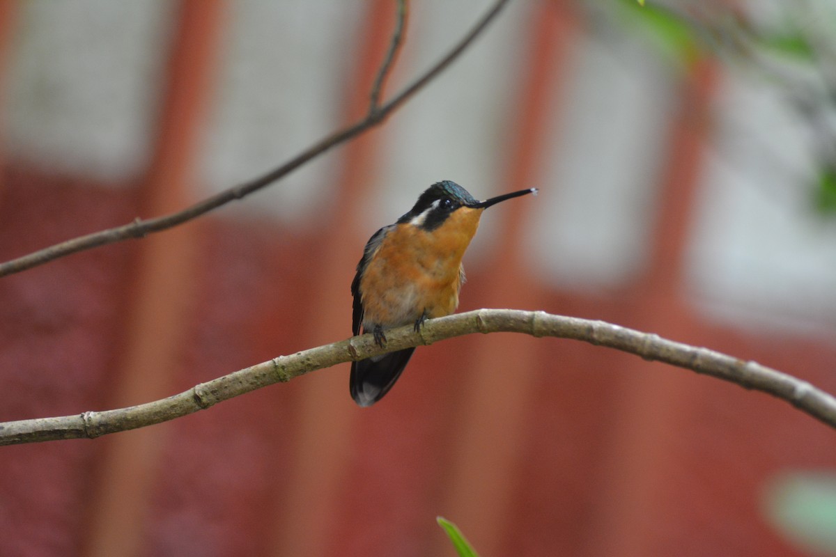 Purple-throated Mountain-gem - ML645712115