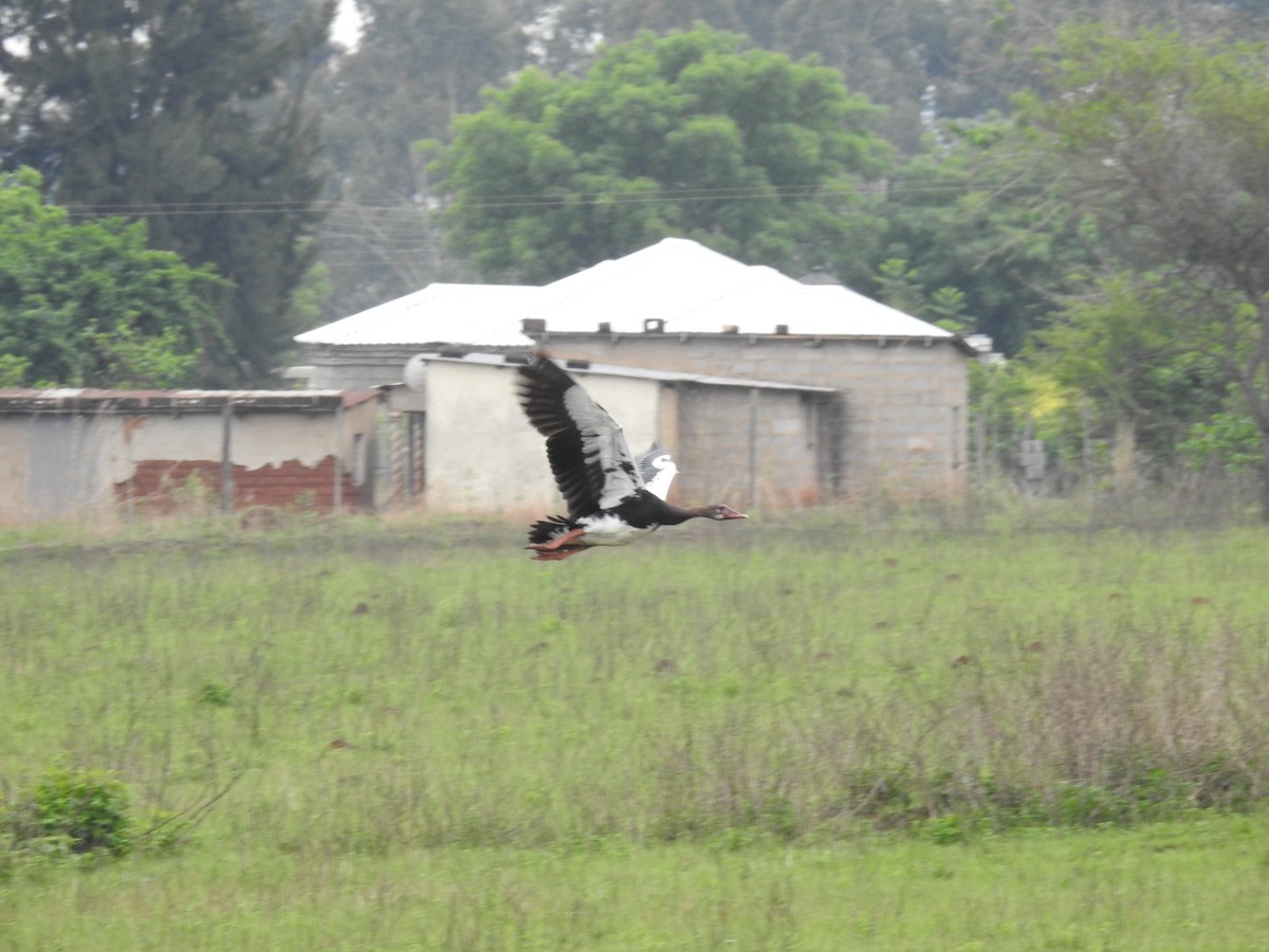 Spur-winged Goose - ML645712117