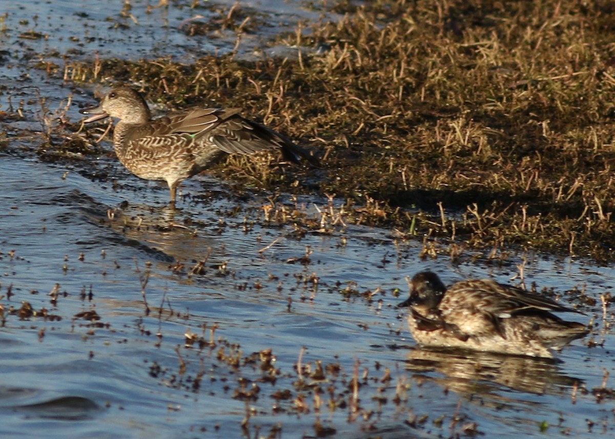 小水鴨 - ML645712118