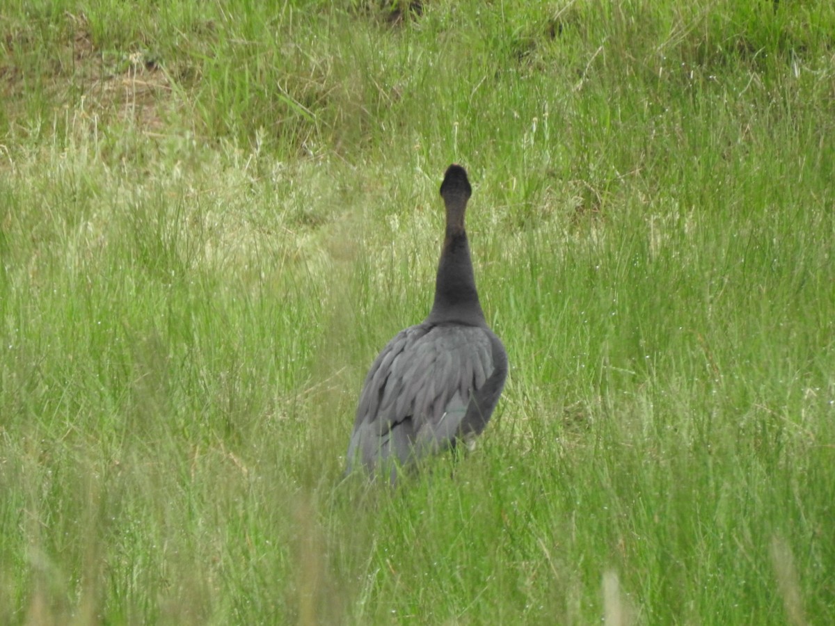 Spur-winged Goose - ML645712123