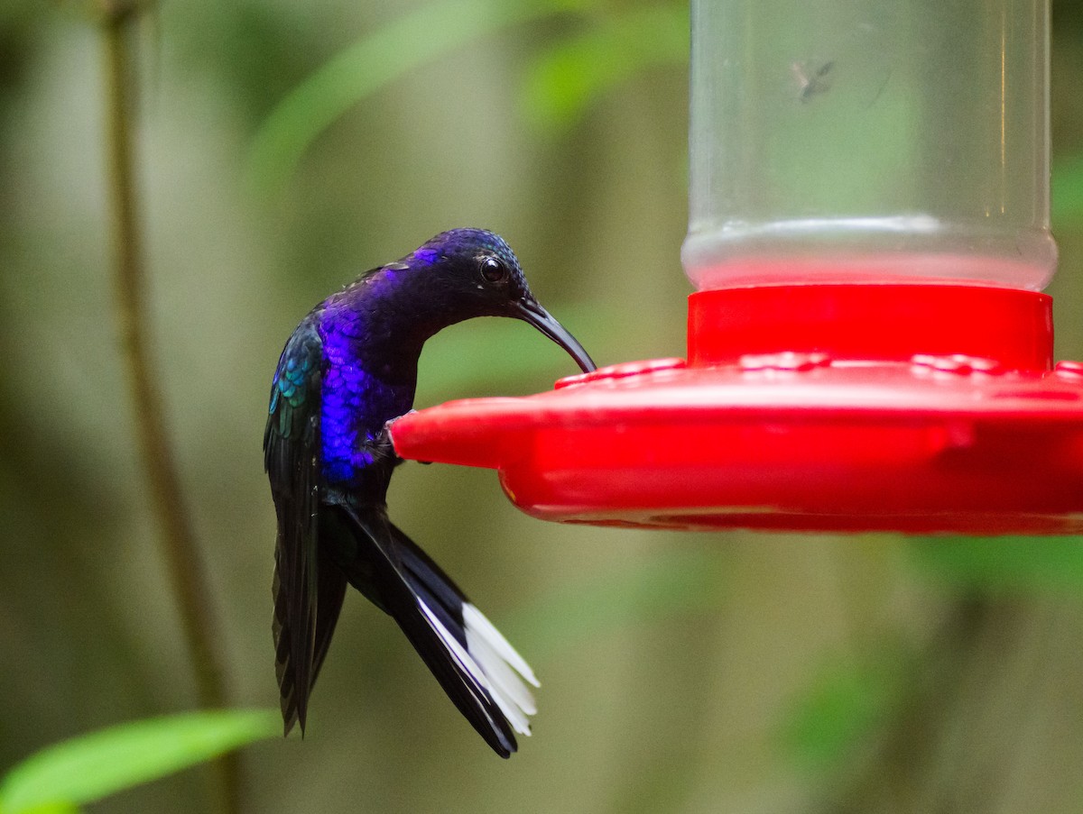 Violet Sabrewing - ML645712124