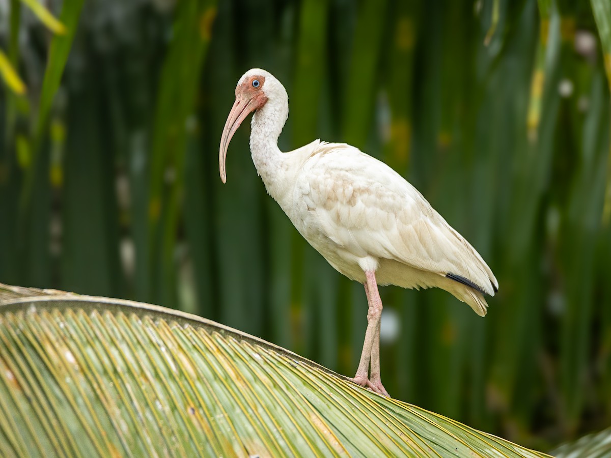 White Ibis - ML645712125