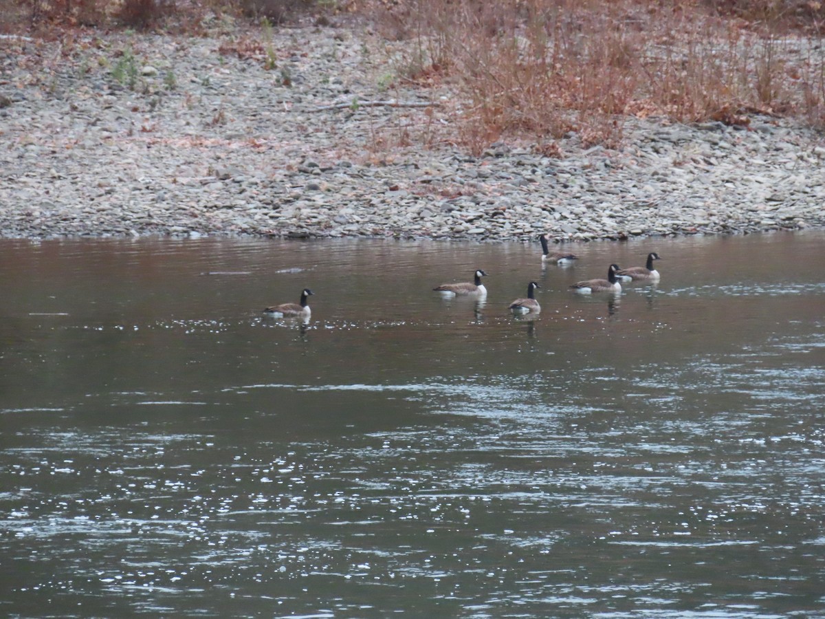 Canada Goose - ML645712127