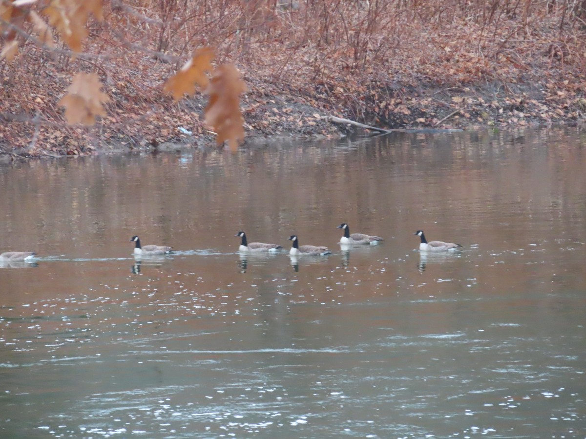 Canada Goose - ML645712128