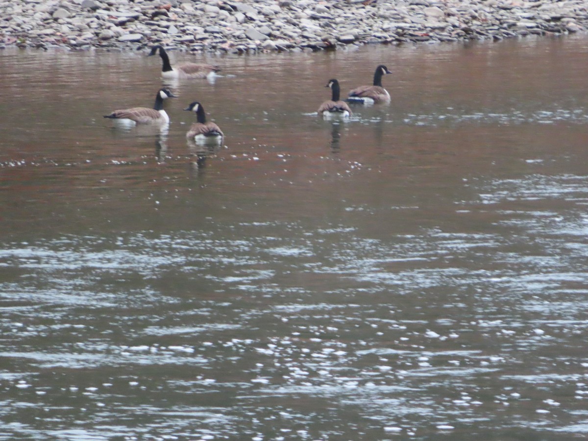 Canada Goose - ML645712129