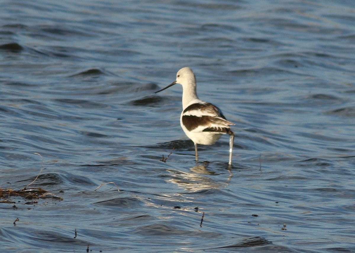 American Avocet - ML645712130