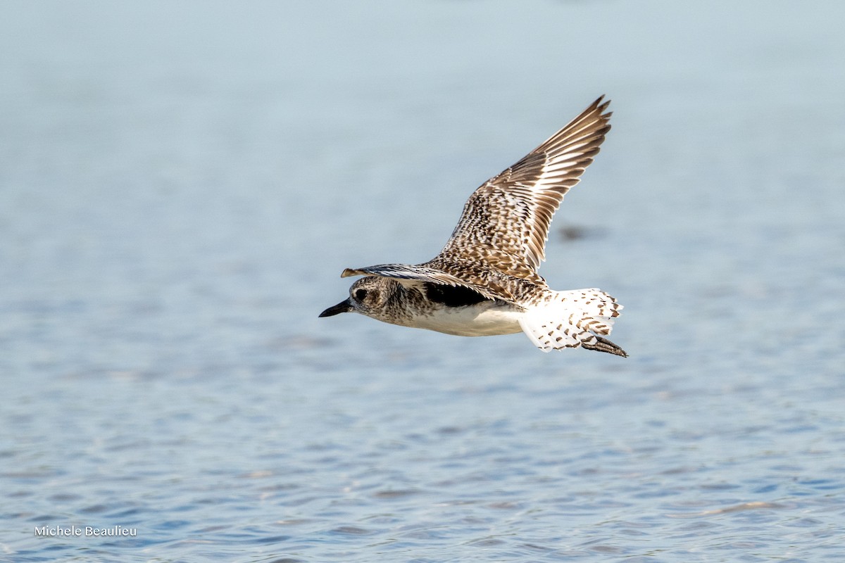 灰斑鴴 - ML645712132