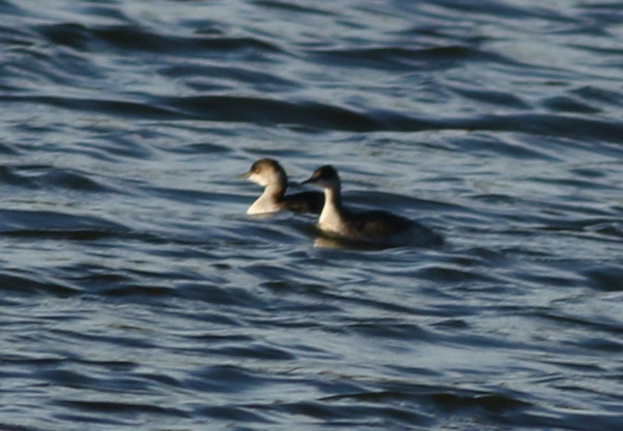 角鸊鷉 - ML645712134