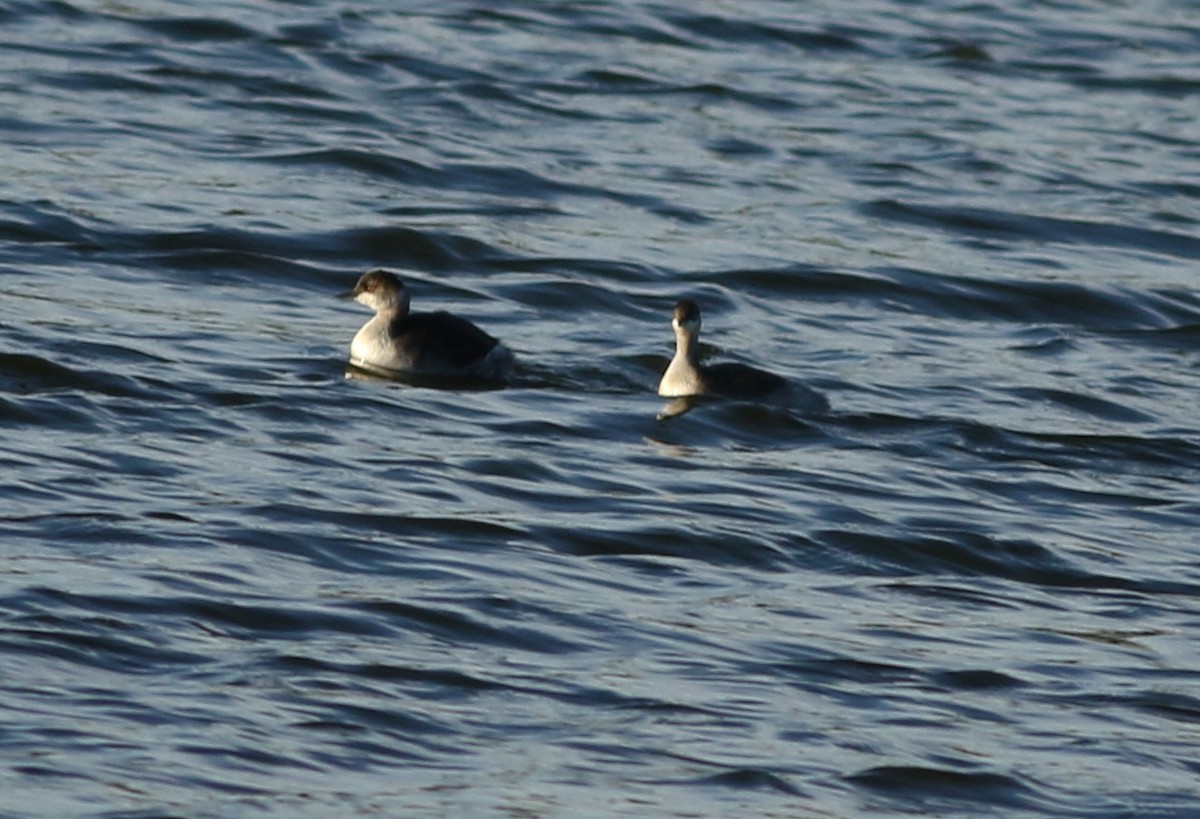 角鸊鷉 - ML645712135