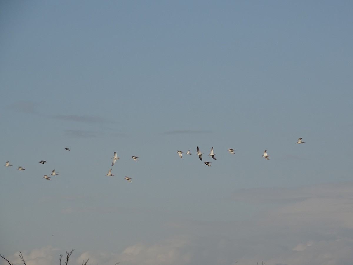 赤足鷸 - ML645712136