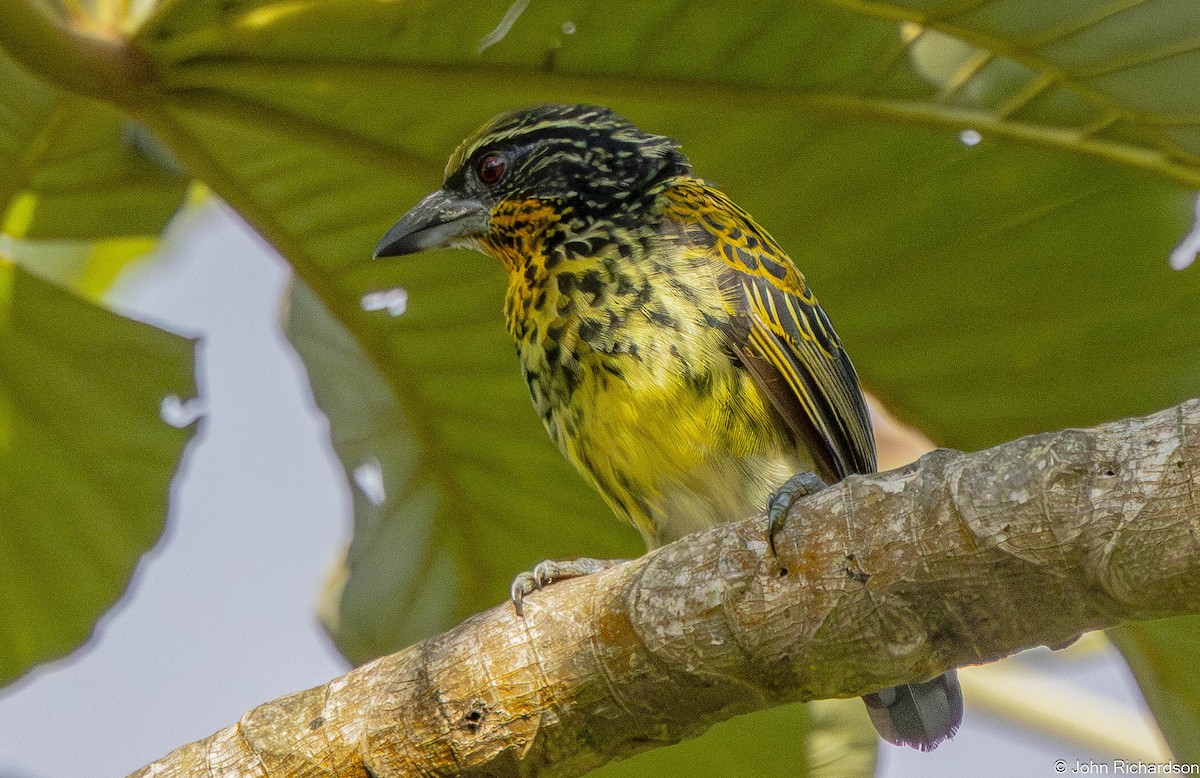 Gilded Barbet - ML645712137