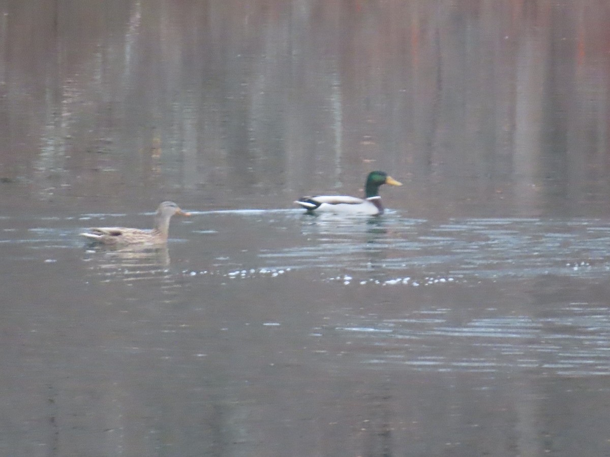 綠頭鴨 - ML645712138