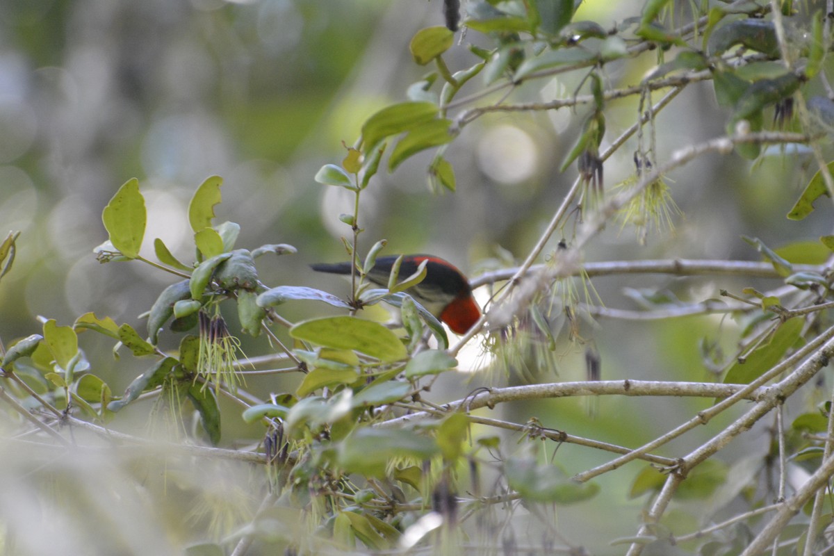 Scarlet Myzomela - ML645712139