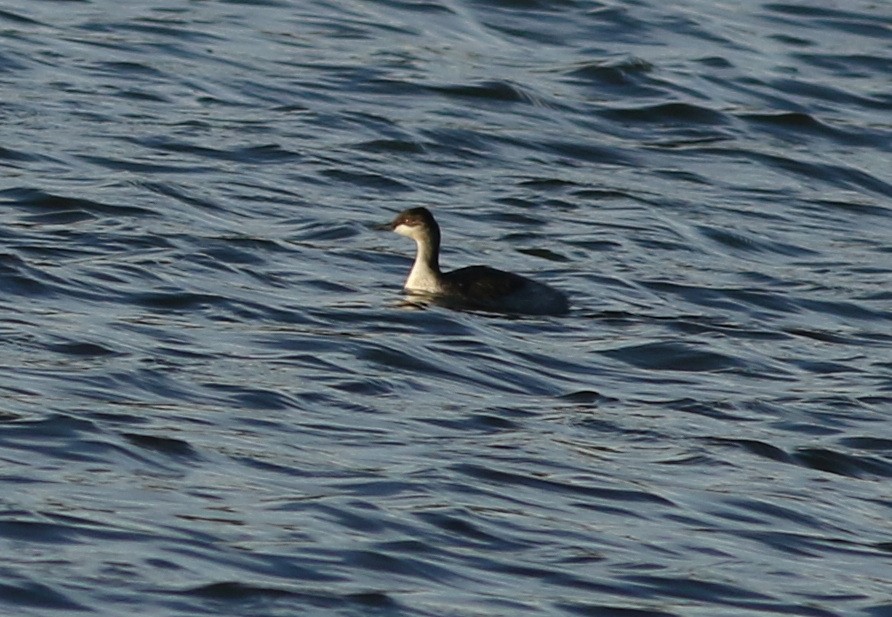 黑頸鸊鷉 - ML645712140