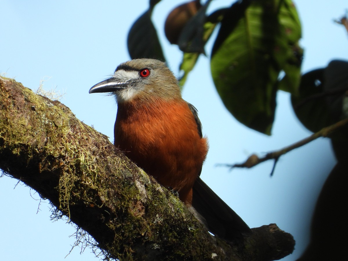 White-faced Nunbird - ML645712148