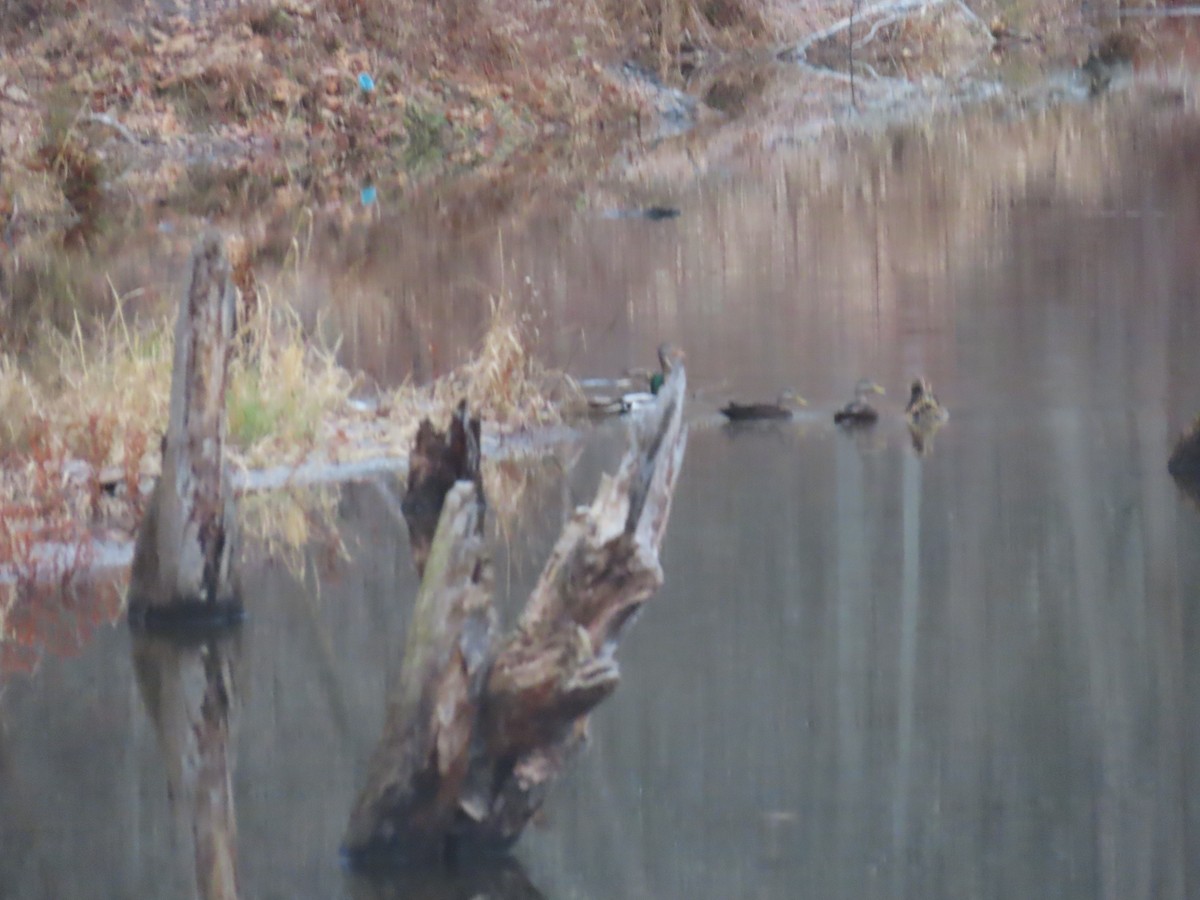 Ahate iluna - ML645712161