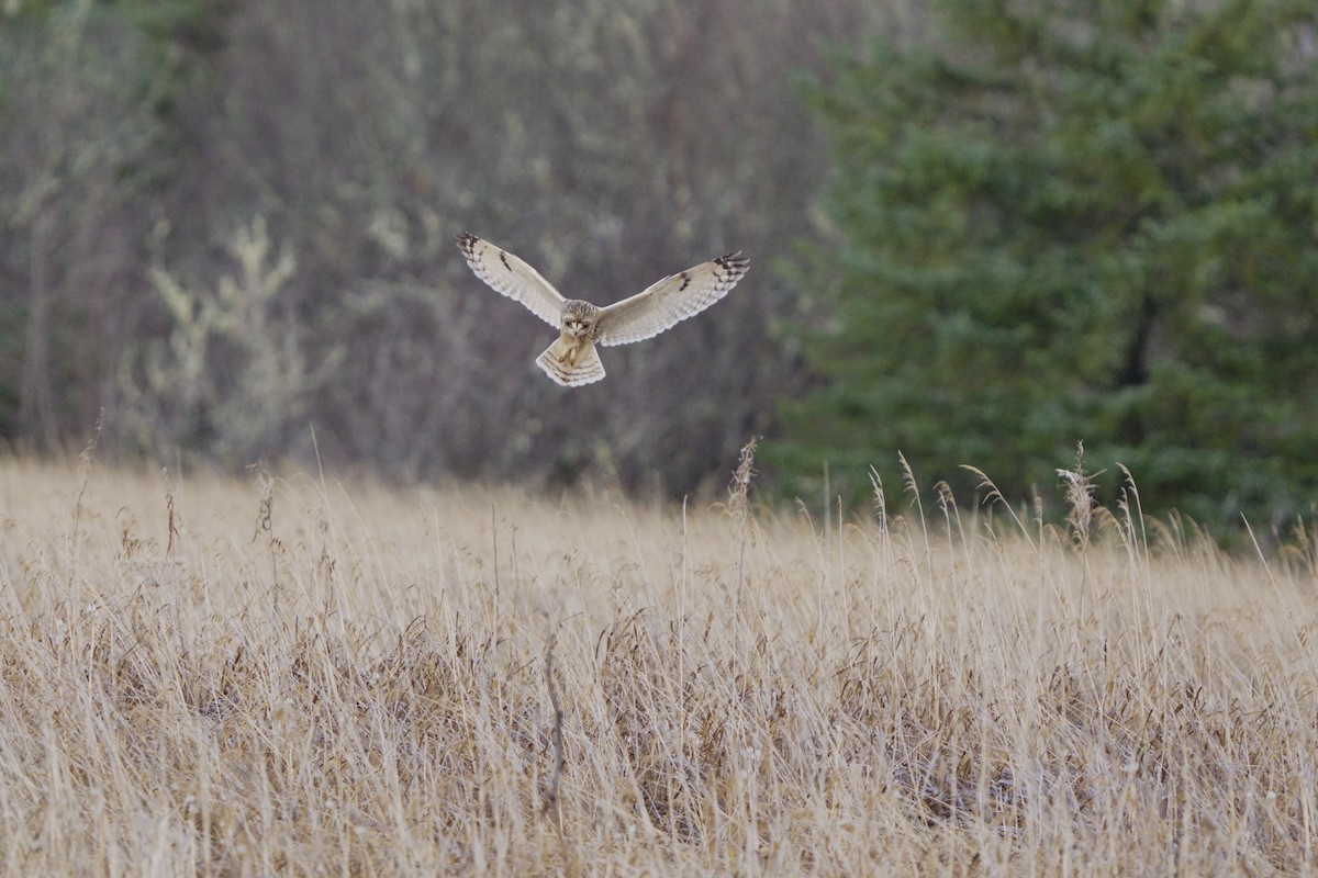 Short-eared Owl - ML645712162
