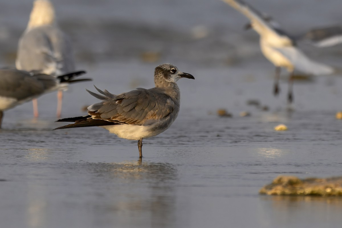 Laughing Gull - ML645712164