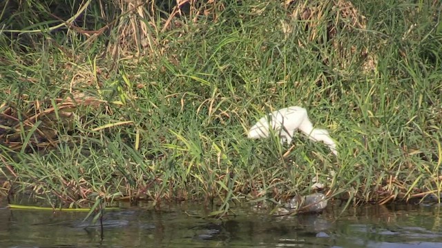 Little Egret - ML645712167