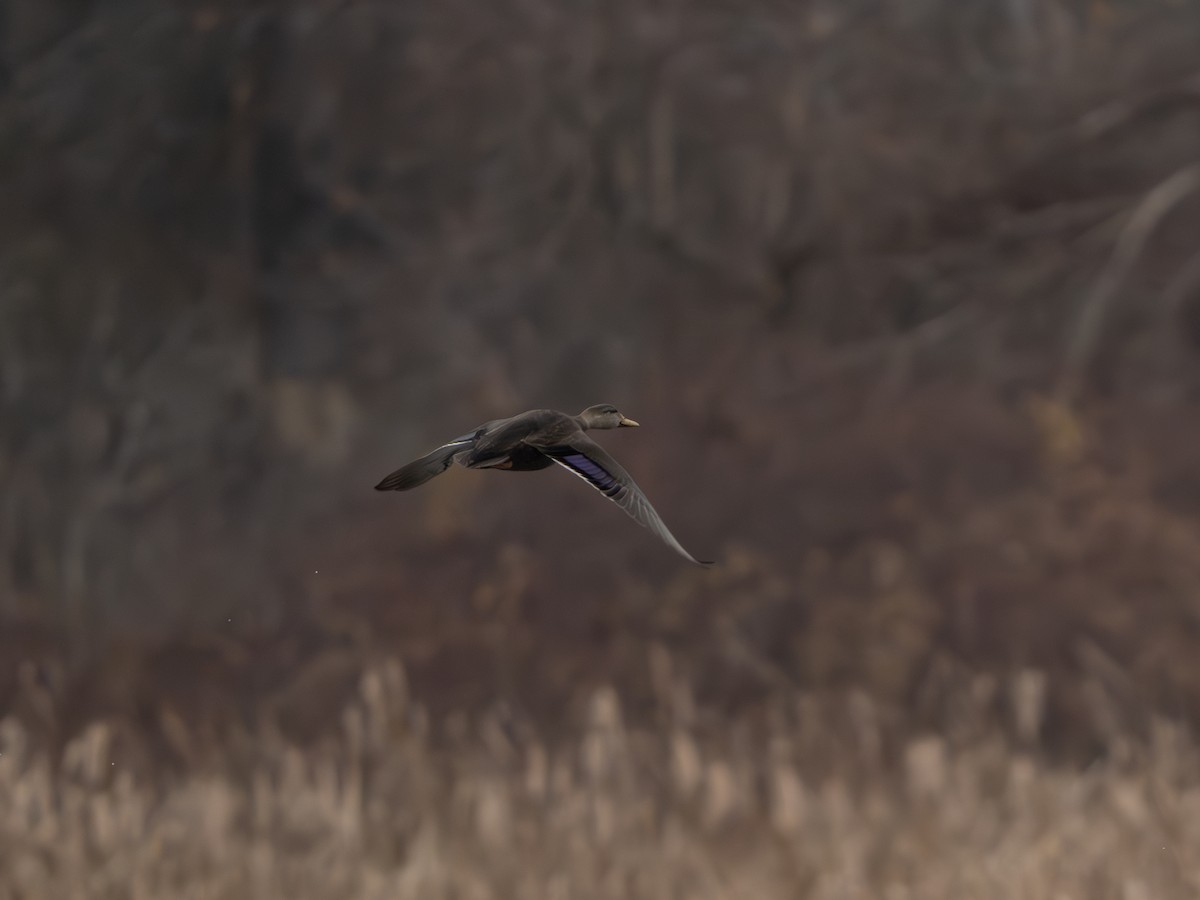 Ahate iluna - ML645712171