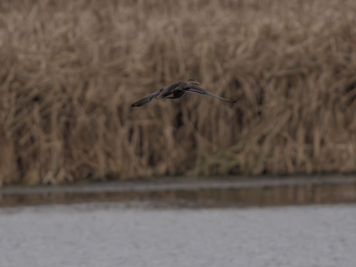 Ahate iluna - ML645712172