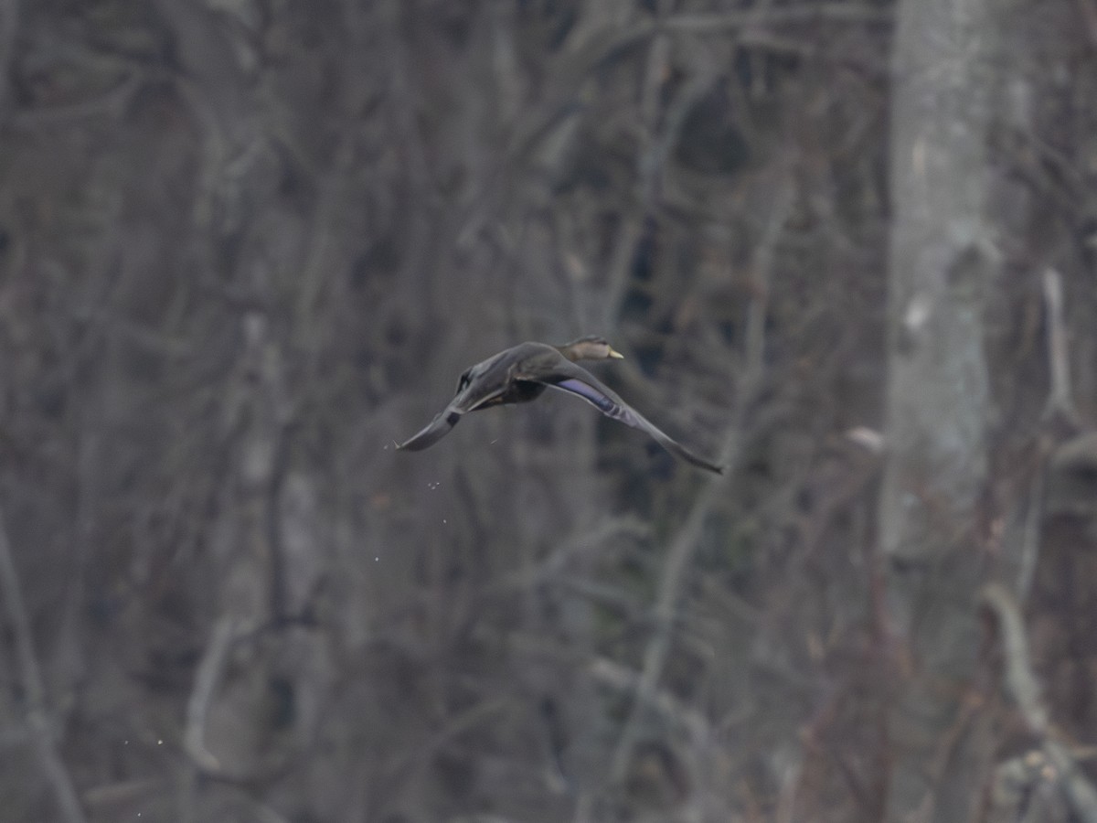 Ahate iluna - ML645712173