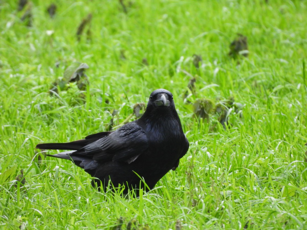 Хон хэрээ - ML645712175