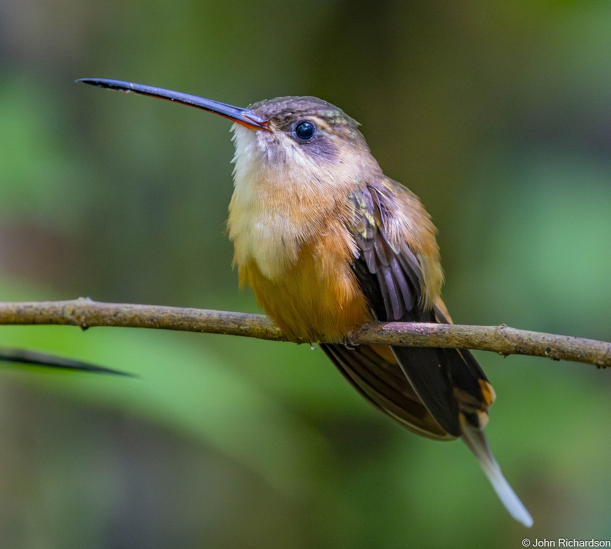 Ерміт білогорлий - ML645712180