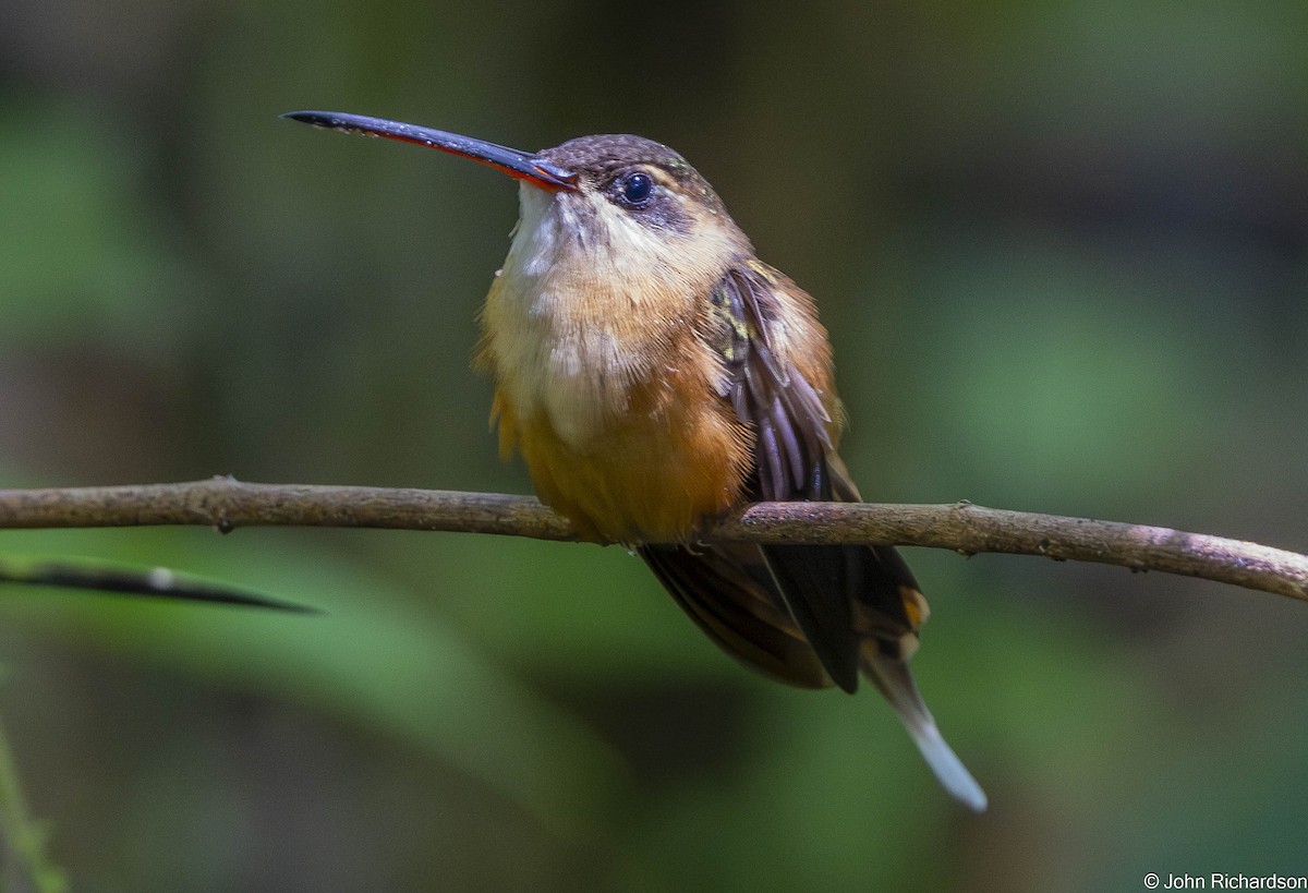 Ерміт білогорлий - ML645712181