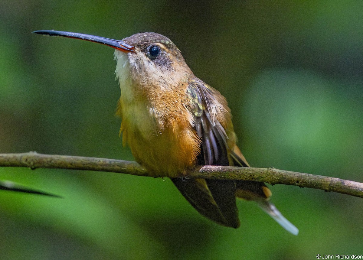 Ерміт білогорлий - ML645712182