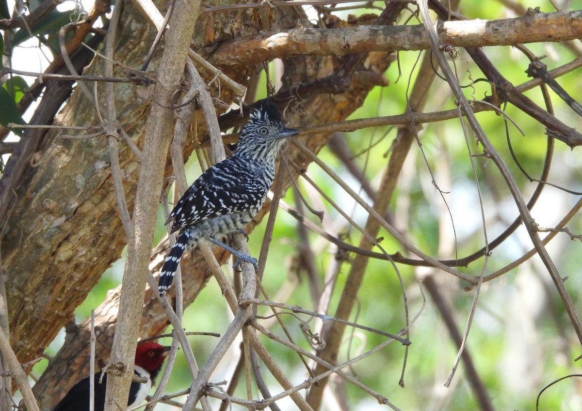 Barred Antshrike - ML645712184