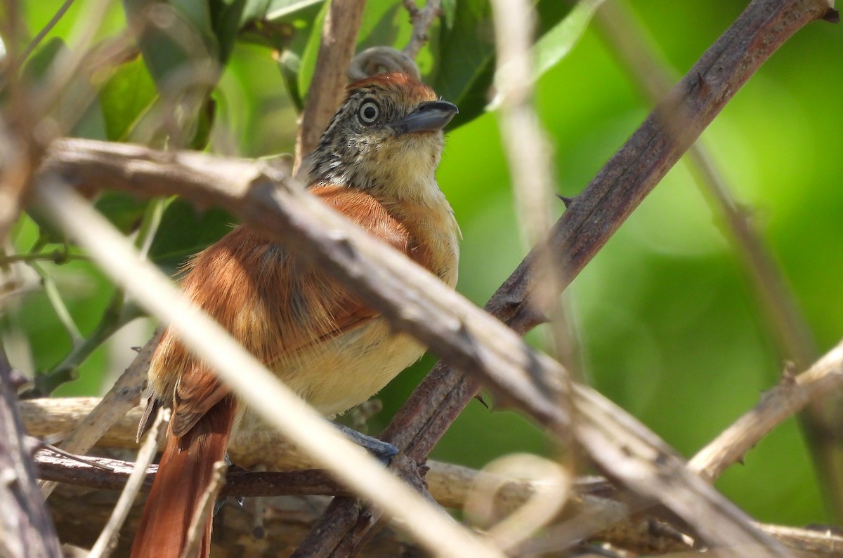 Barred Antshrike - ML645712188