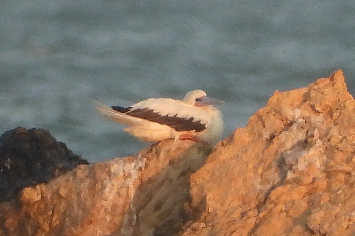 Red-footed Booby - ML645712196