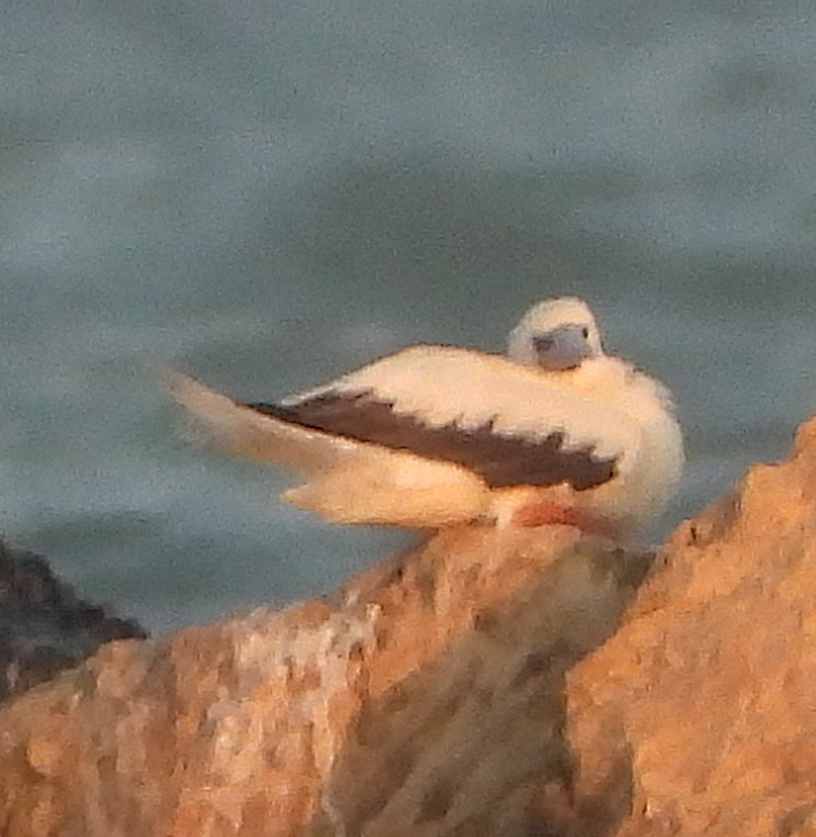 Red-footed Booby - ML645712199