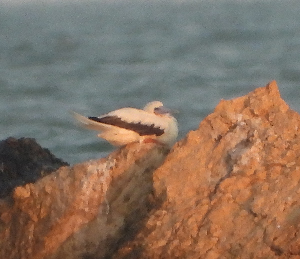 Red-footed Booby - ML645712201
