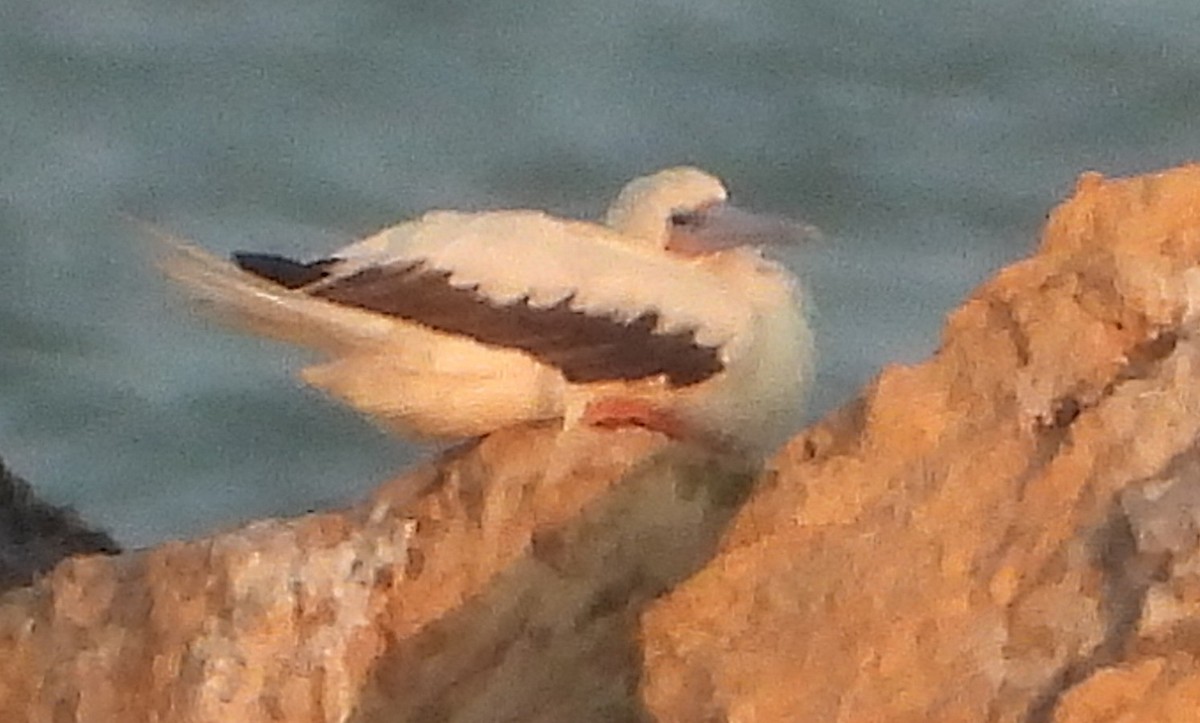 Red-footed Booby - ML645712202