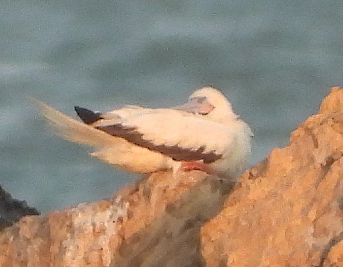 Red-footed Booby - ML645712203
