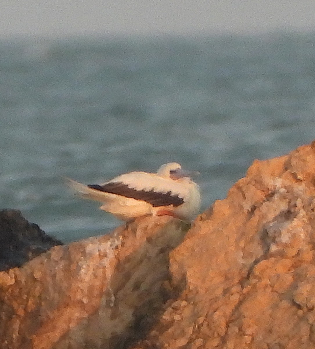 Red-footed Booby - ML645712208