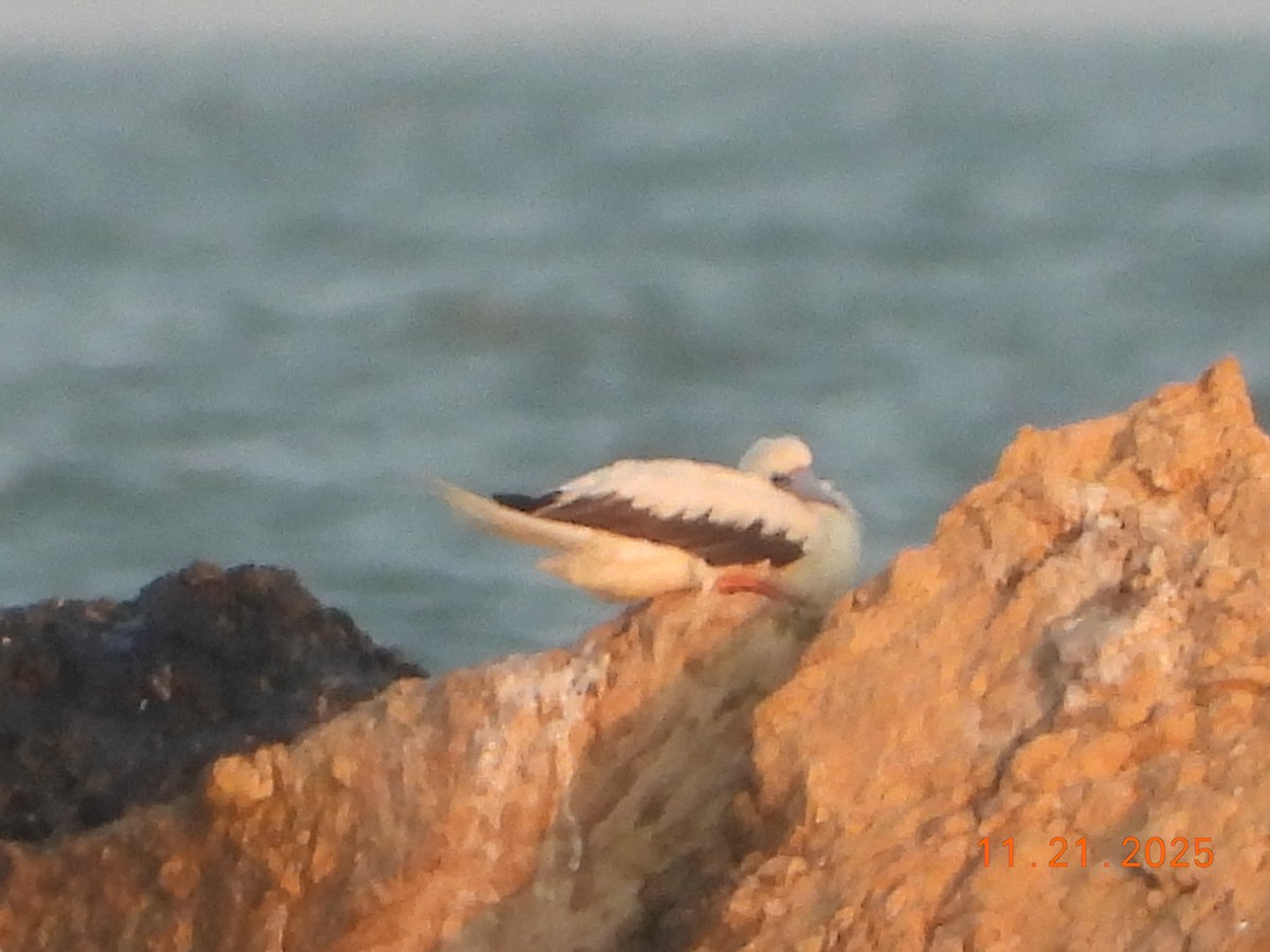 Red-footed Booby - ML645712212