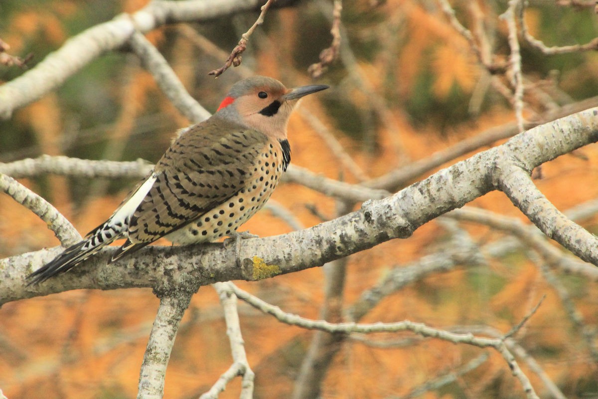 Northern Flicker - ML645712220