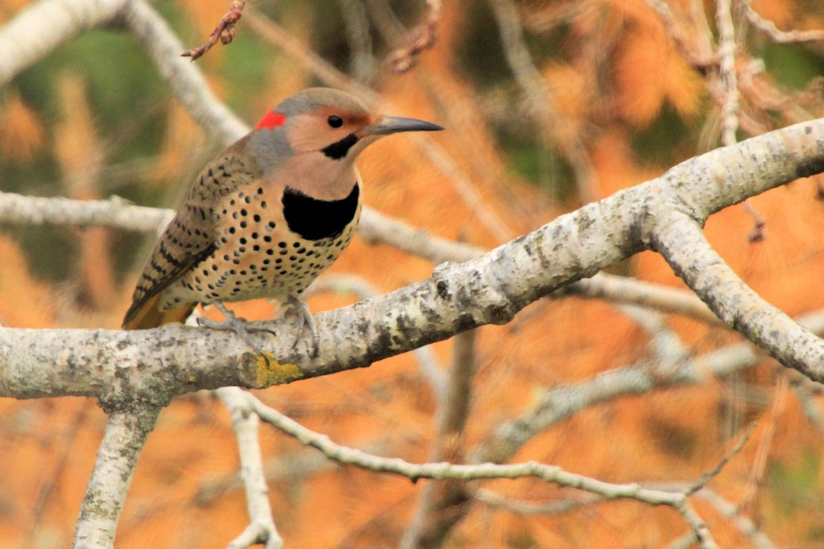 Northern Flicker - ML645712221