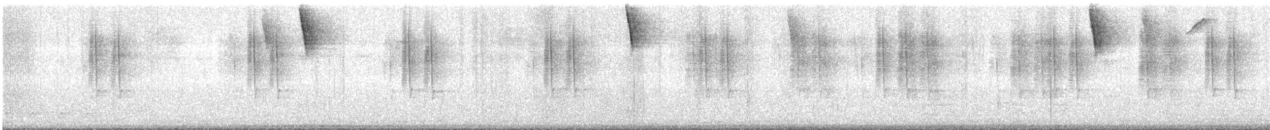Schmalschnabel-Buschammer - ML645712224