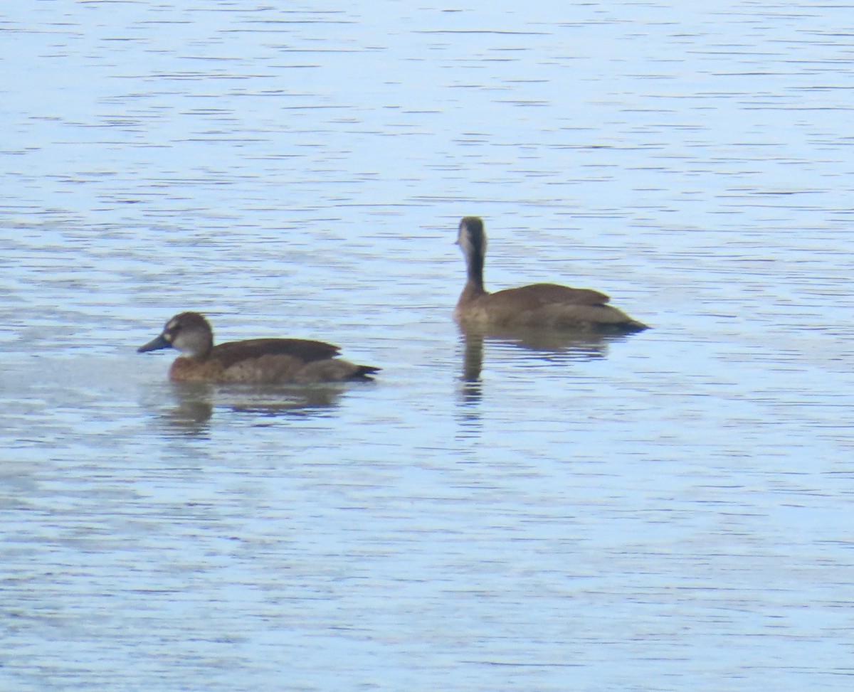 Brazilian Teal - ML645712225