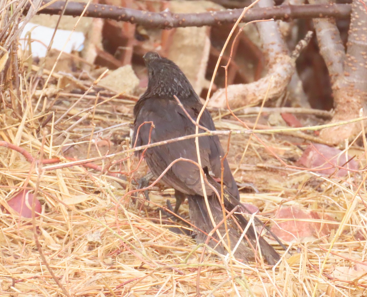 Ані товстодзьобий - ML645712227