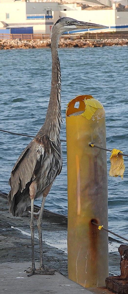 Great Blue Heron - ML645712228