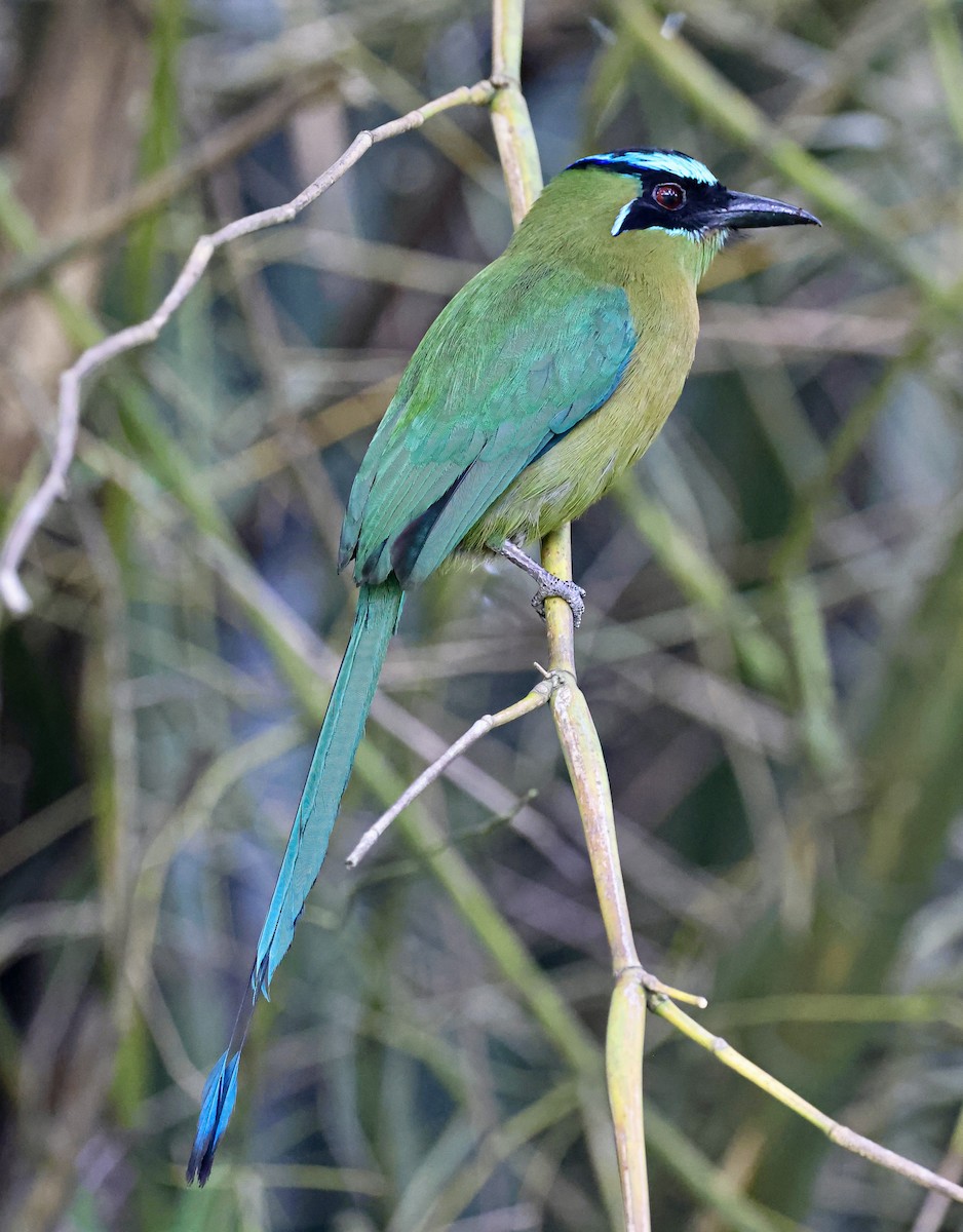 Lesson Motmotu - ML645712238