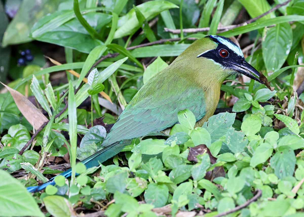 Lesson Motmotu - ML645712239