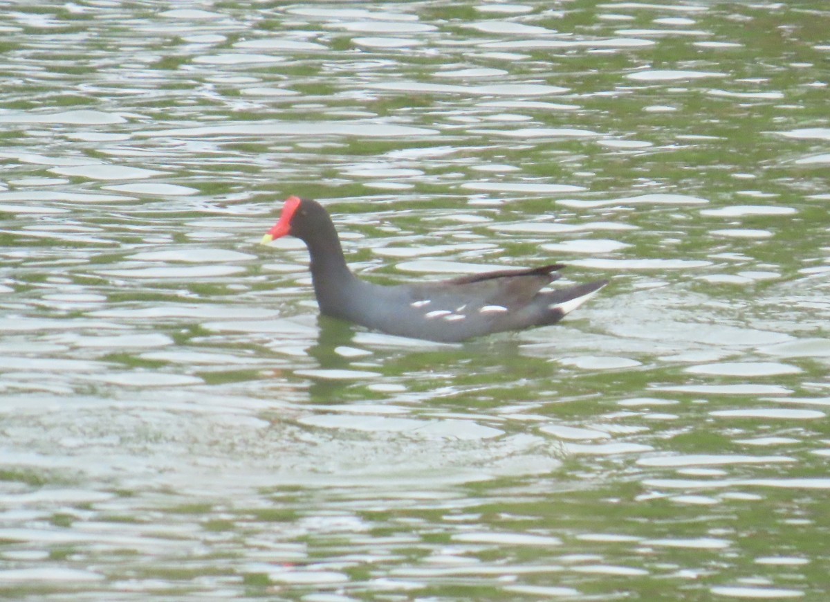 Американская камышница - ML645712242