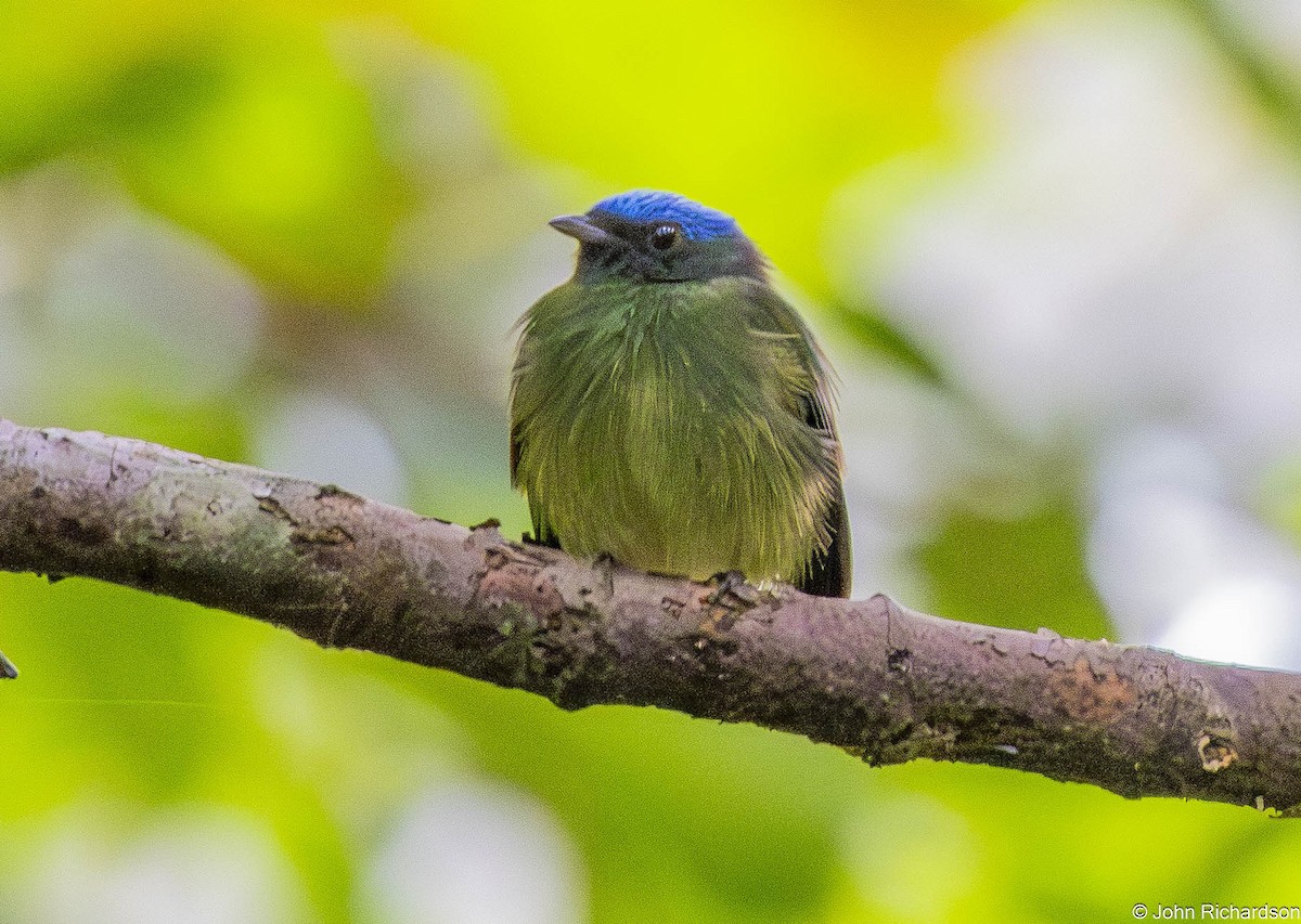 Blue-capped Manakin - ML645712244
